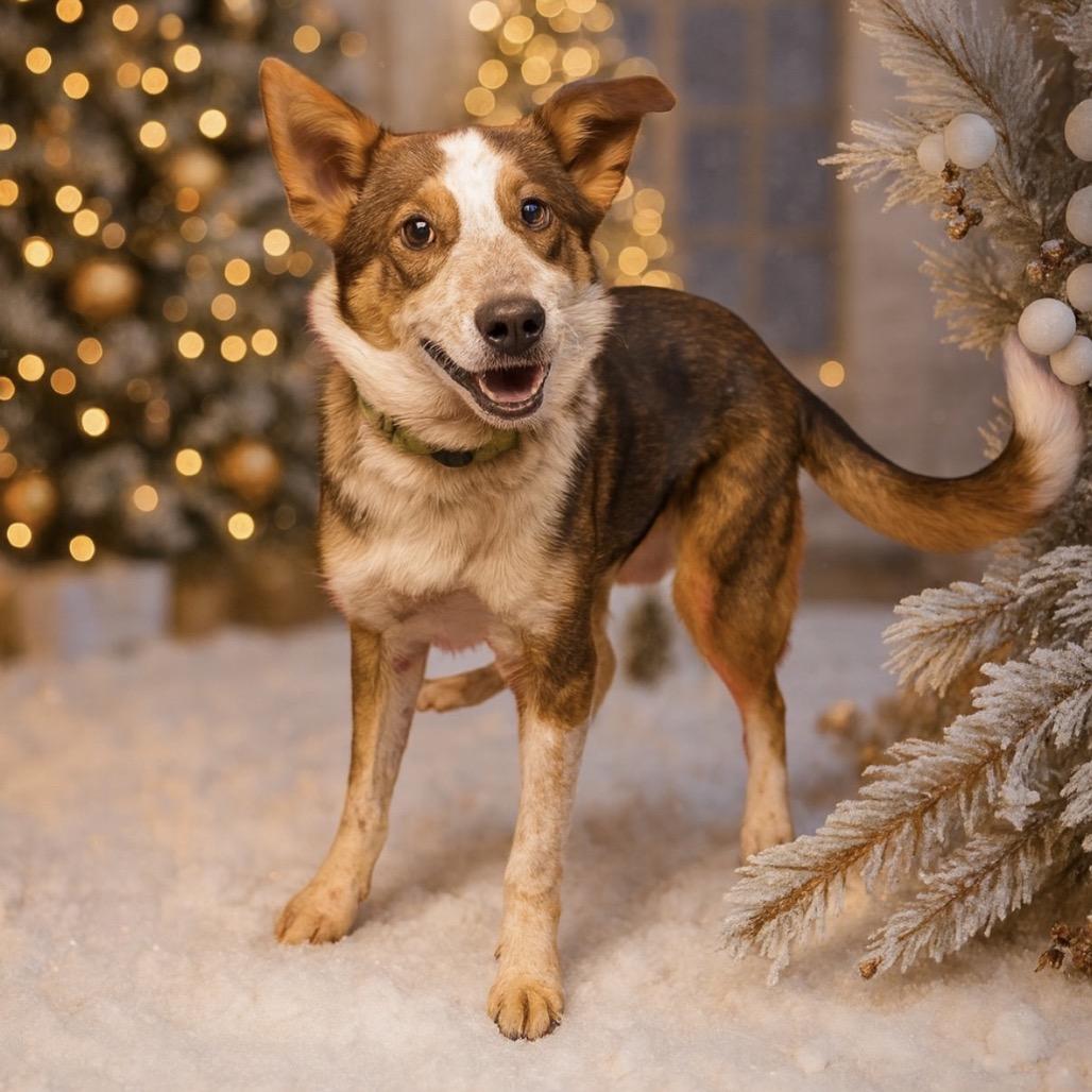 Enlarge Kenya, a Adoptable Border Collie in Mount Pleasant, TX image 5/5