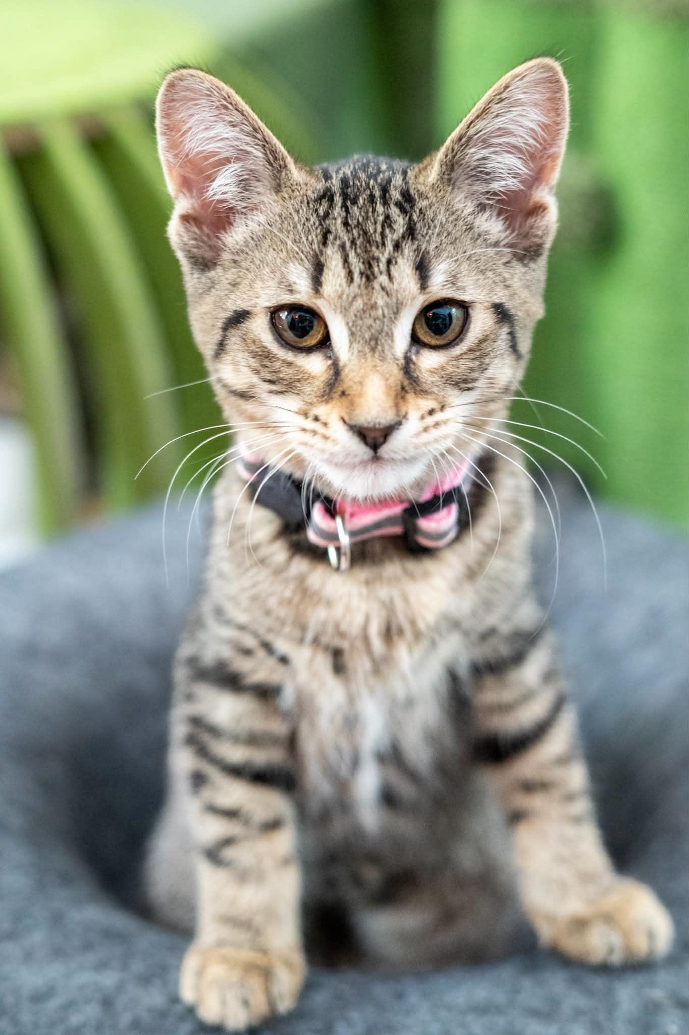 Enlarge Oriole, a Adoptable mixed breed in Kentwood, MI image 1/6