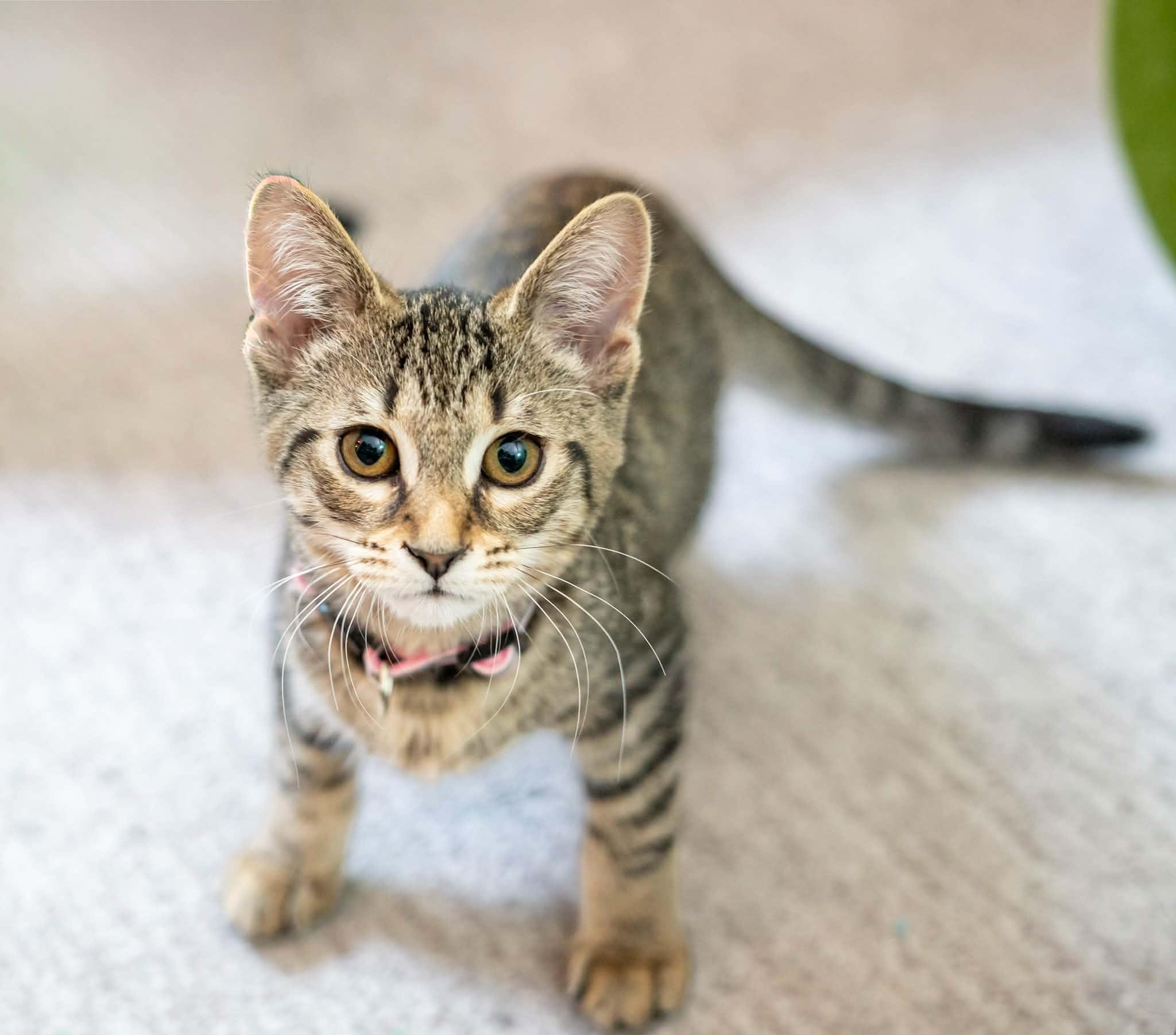 Enlarge Oriole, a Adoptable mixed breed in Kentwood, MI image 6/6