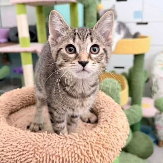 Enlarge Oriole, a Adoptable mixed breed in Kentwood, MI image 2/6