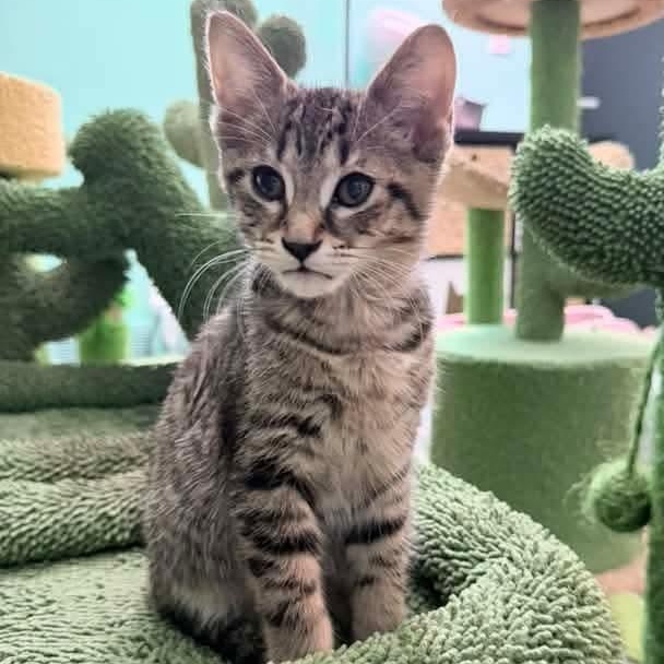 Enlarge Oriole, a Adoptable mixed breed in Kentwood, MI image 4/6