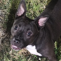 Blanche- Needs a forever home!