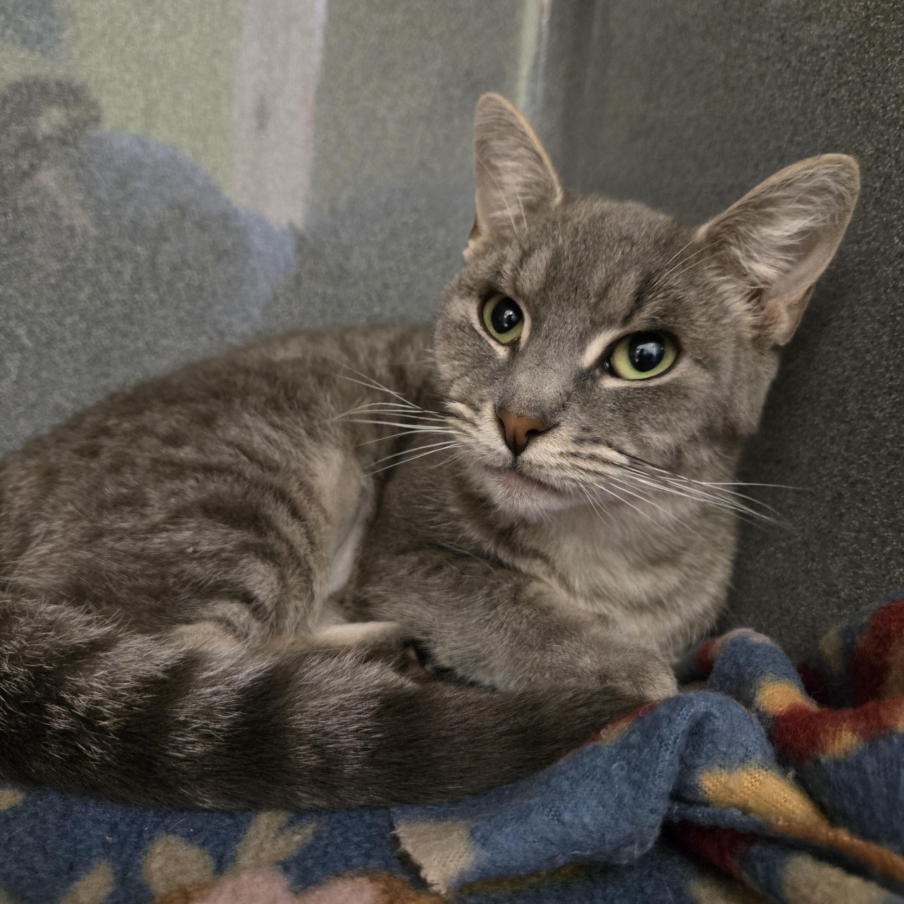Squirrel, ADOPTABLE, Young Female Domestic Short Hair.