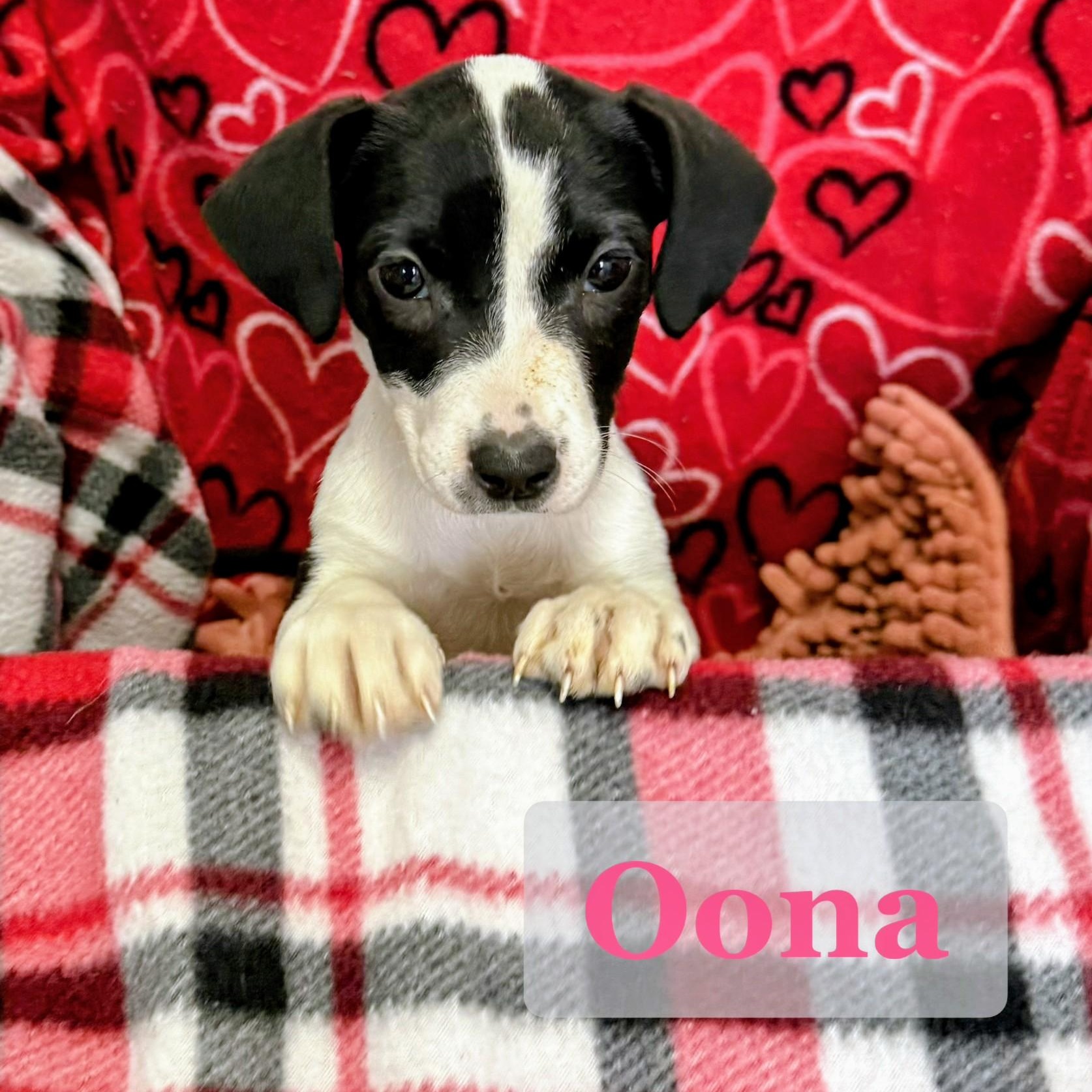 Enlarge Oona, a Adoptable mixed breed in Archbold , OH image 1/2