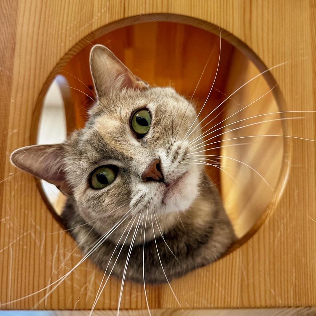 Enlarge Stella, a Adoptable Domestic Short Hair in Franklin, TN image 1/2