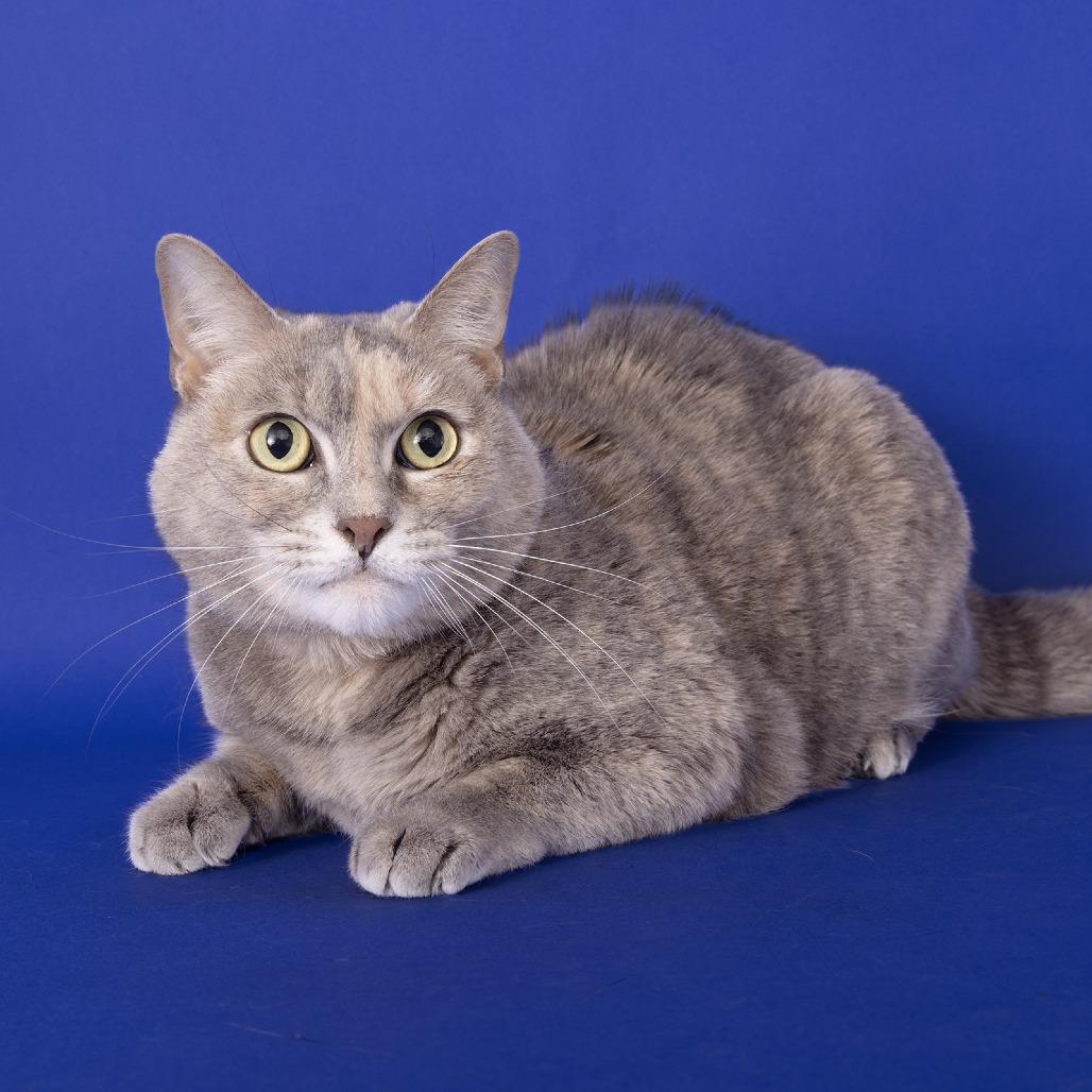 Enlarge Stella, a Adoptable Domestic Short Hair in Franklin, TN image 2/2