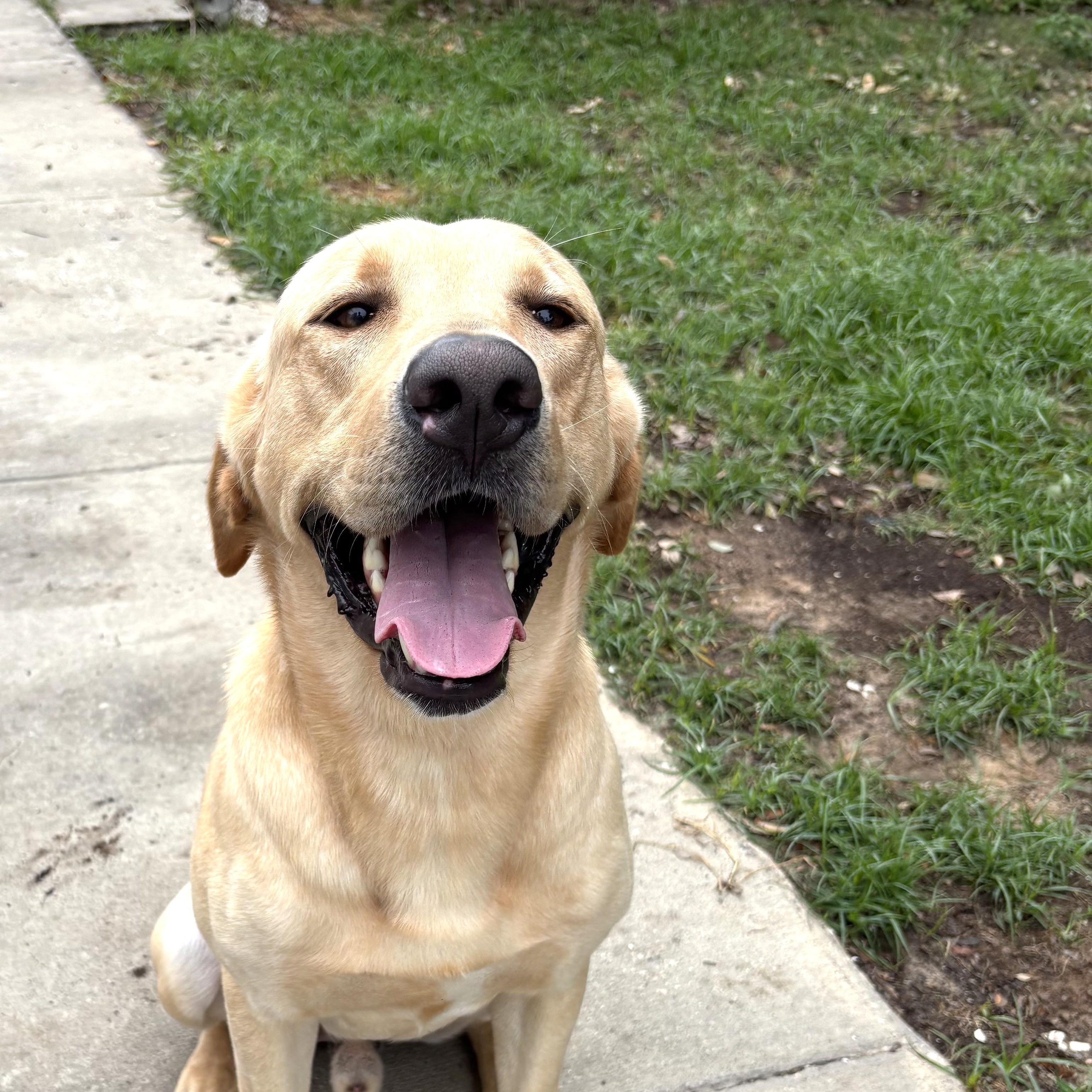 Max, Adult Male Yellow Labrador Retriever