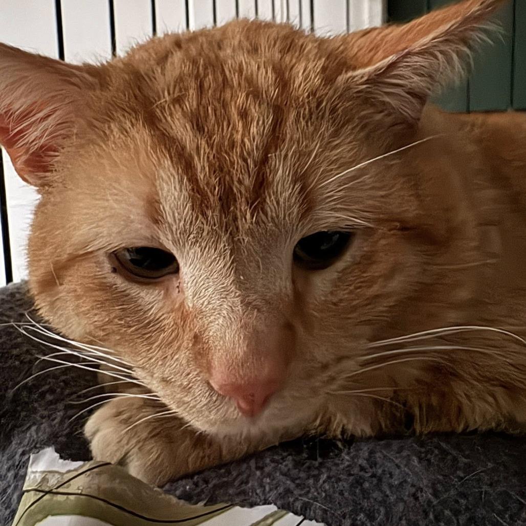 Blaze, Adoptable, Adult Male Domestic Short Hair.