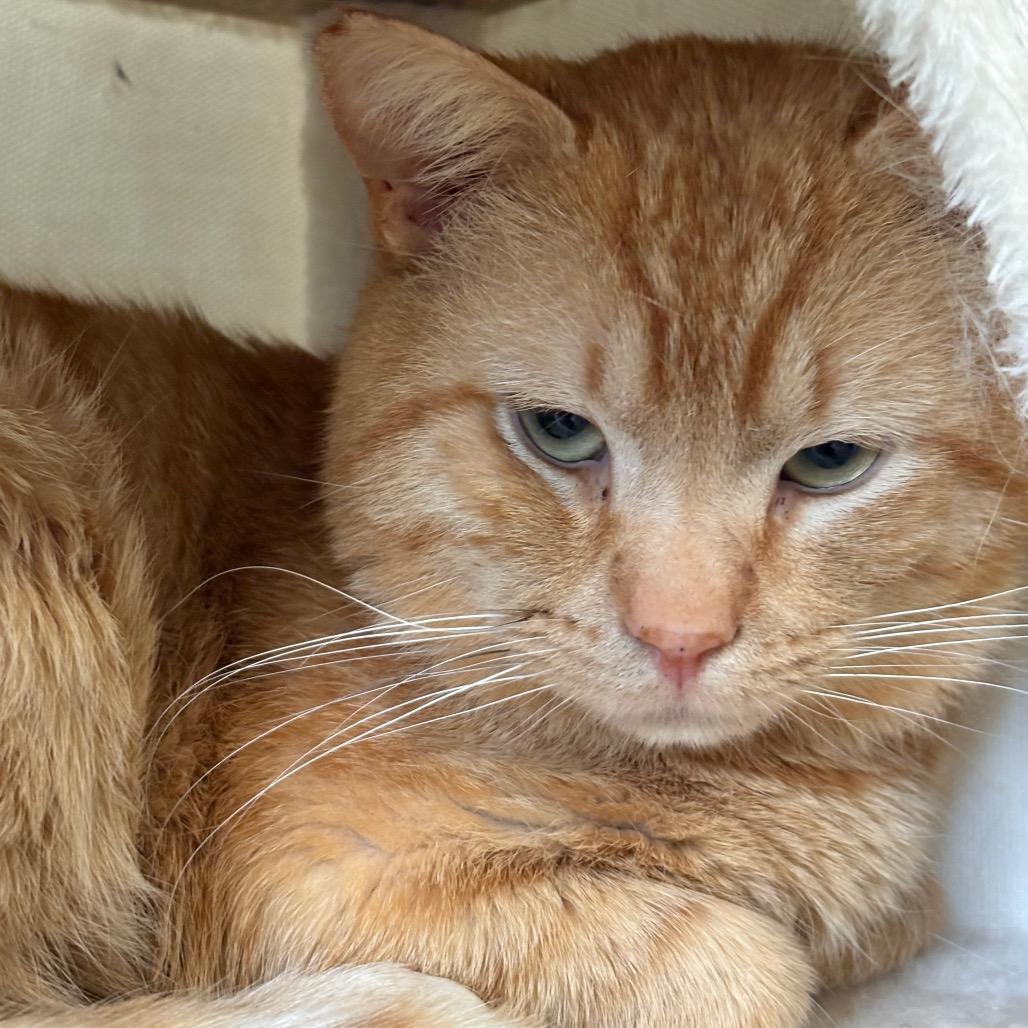 Blaze, a Adoptable Domestic Short Hair in Johnstown, PA image 2/3