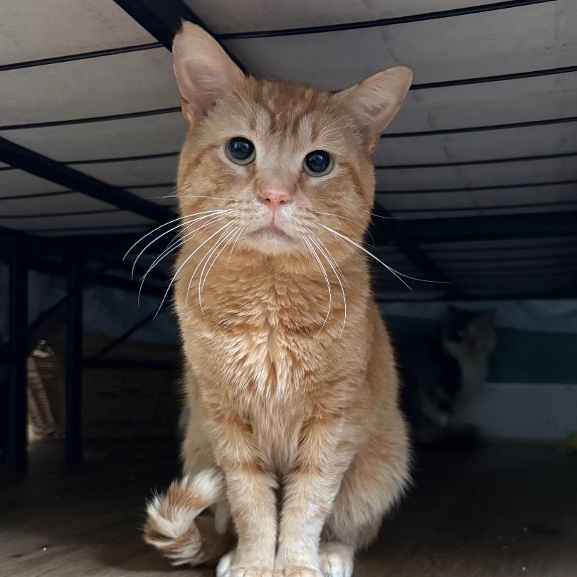 Blaze, a Adoptable Domestic Short Hair in Johnstown, PA image 3/3