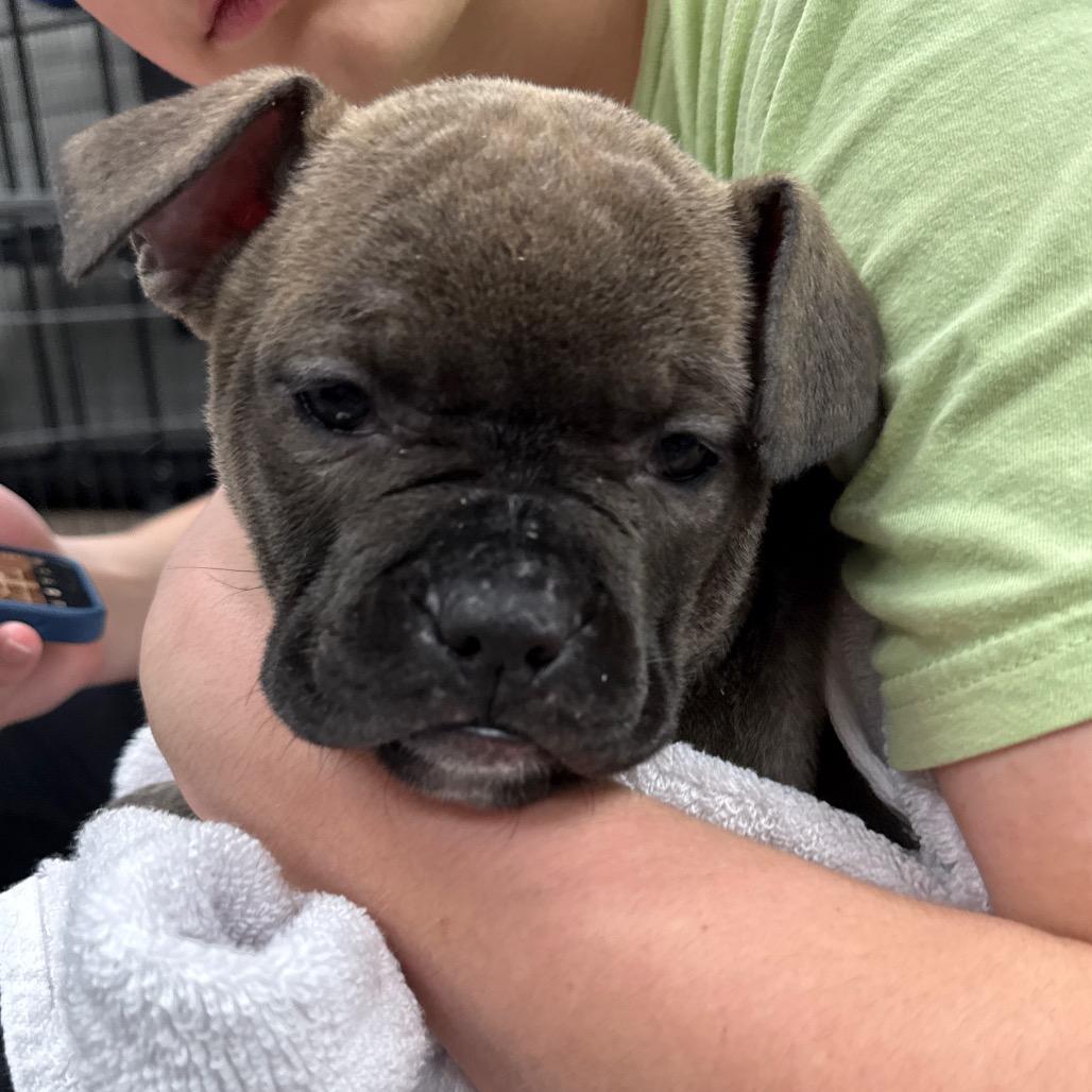 Mocha, Adoptable, Puppy Male Mixed Breed.