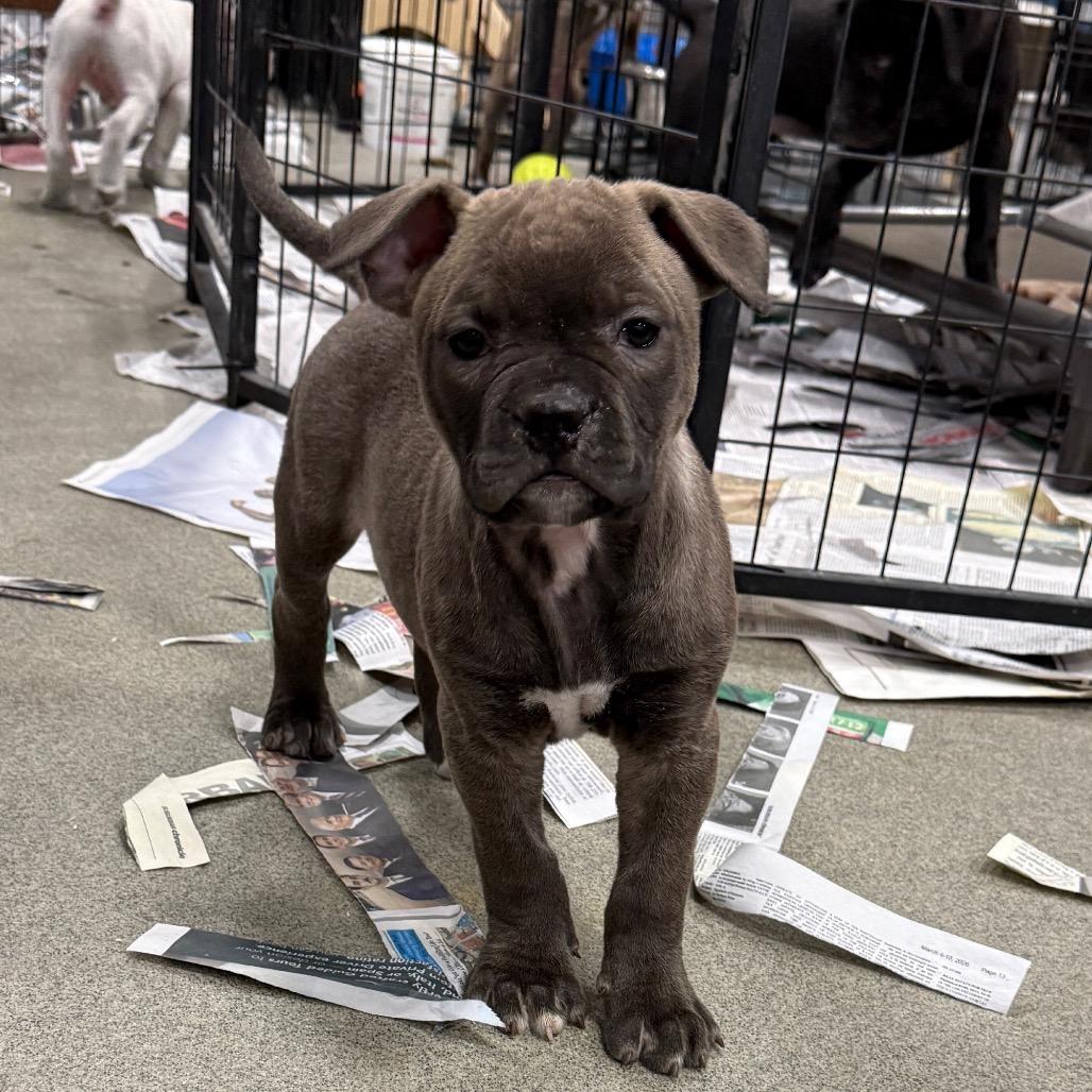 Enlarge Mocha, a Adoptable Mixed Breed in DeKalb, IL image 2/3