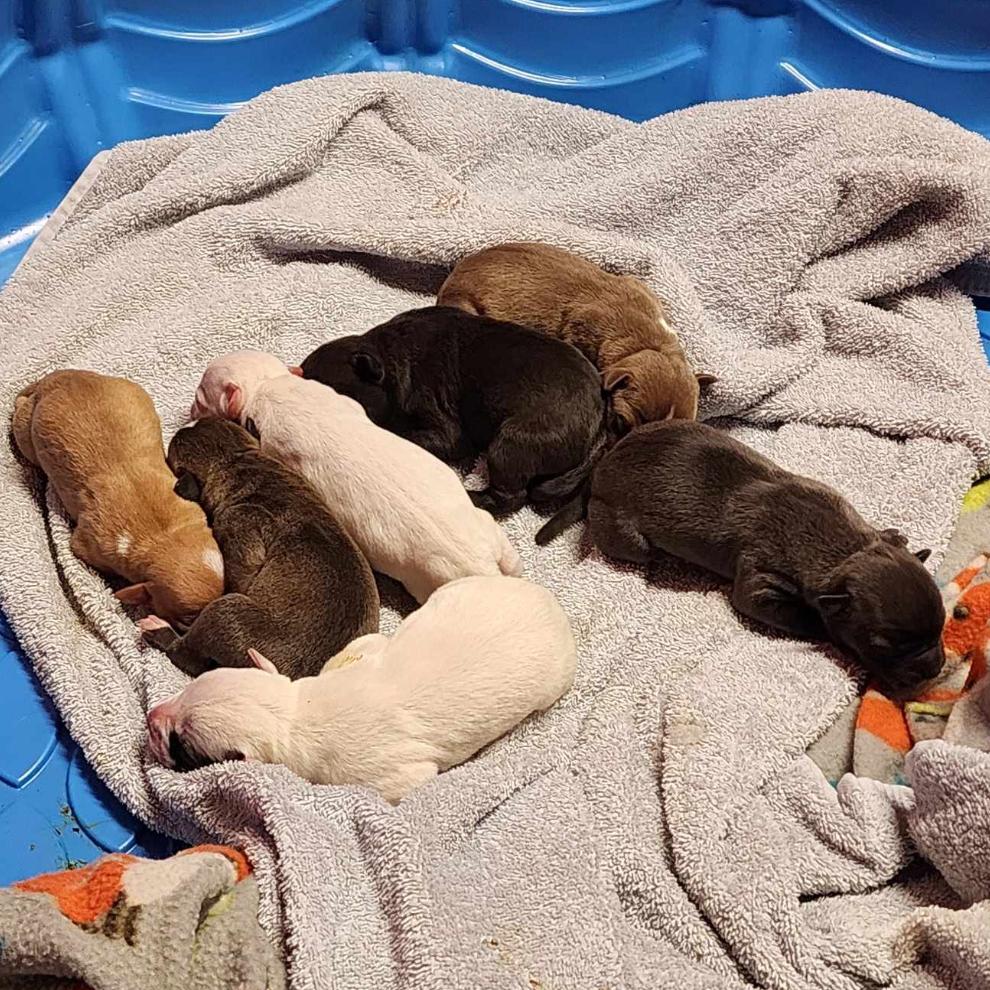 Enlarge Mocha, a Adoptable Mixed Breed in DeKalb, IL image 3/3