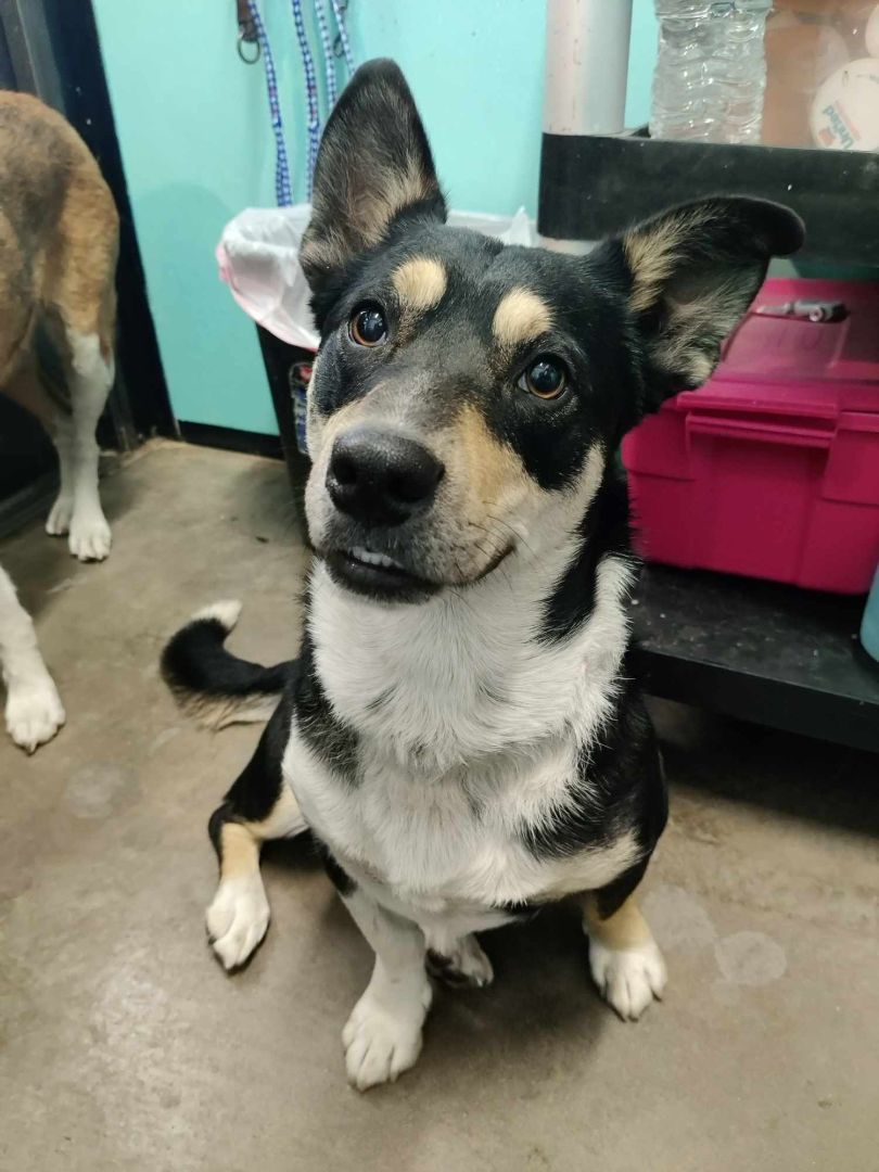 Jack, a Adopted mixed breed in Graham, TX image 1/3