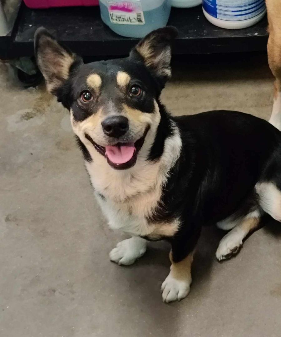 Jack, a Adopted mixed breed in Graham, TX image 2/3