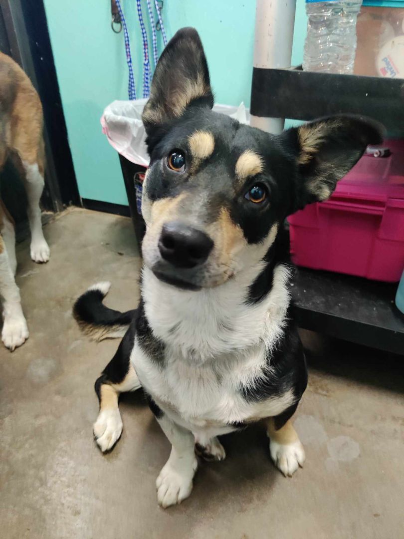 Jack, a Adopted mixed breed in Graham, TX image 3/3