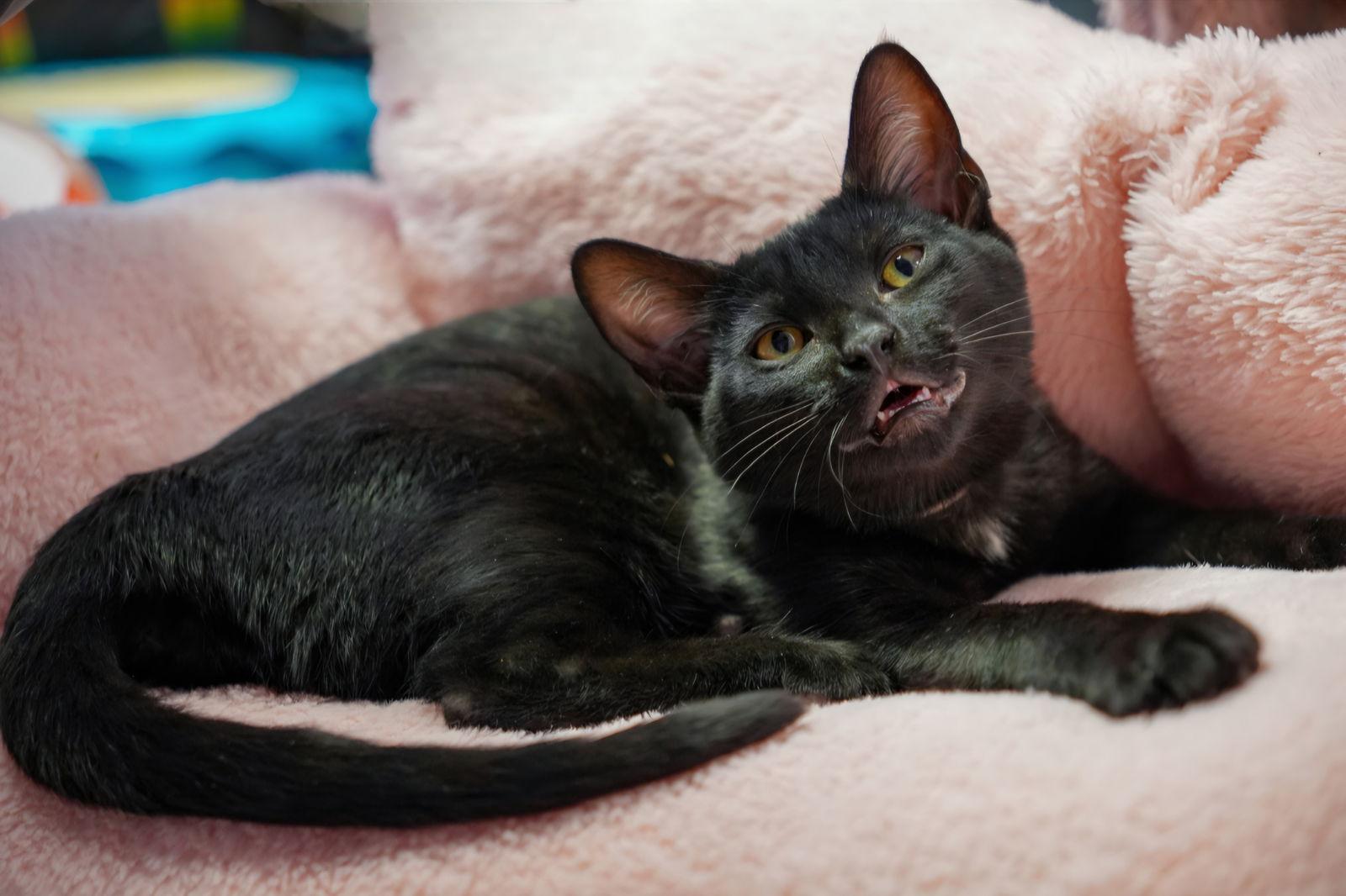Enlarge Midnight, a Adoptable Domestic Short Hair in Campbell, CA image 1/3
