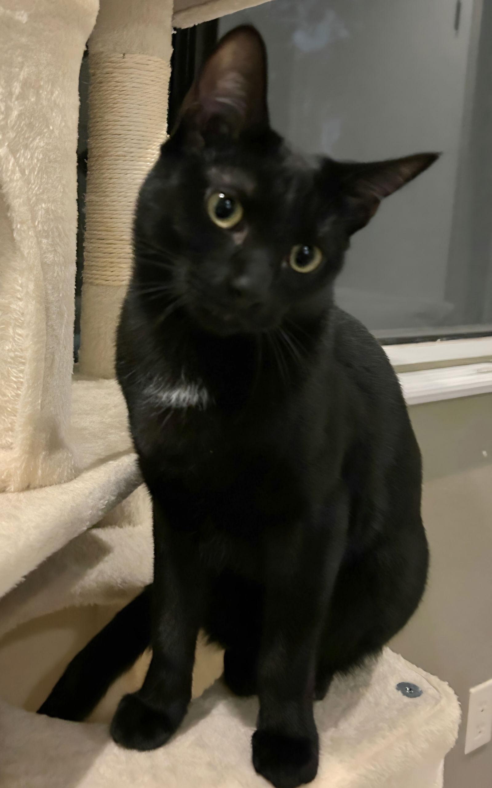 Enlarge Midnight, a Adoptable Domestic Short Hair in Campbell, CA image 2/3