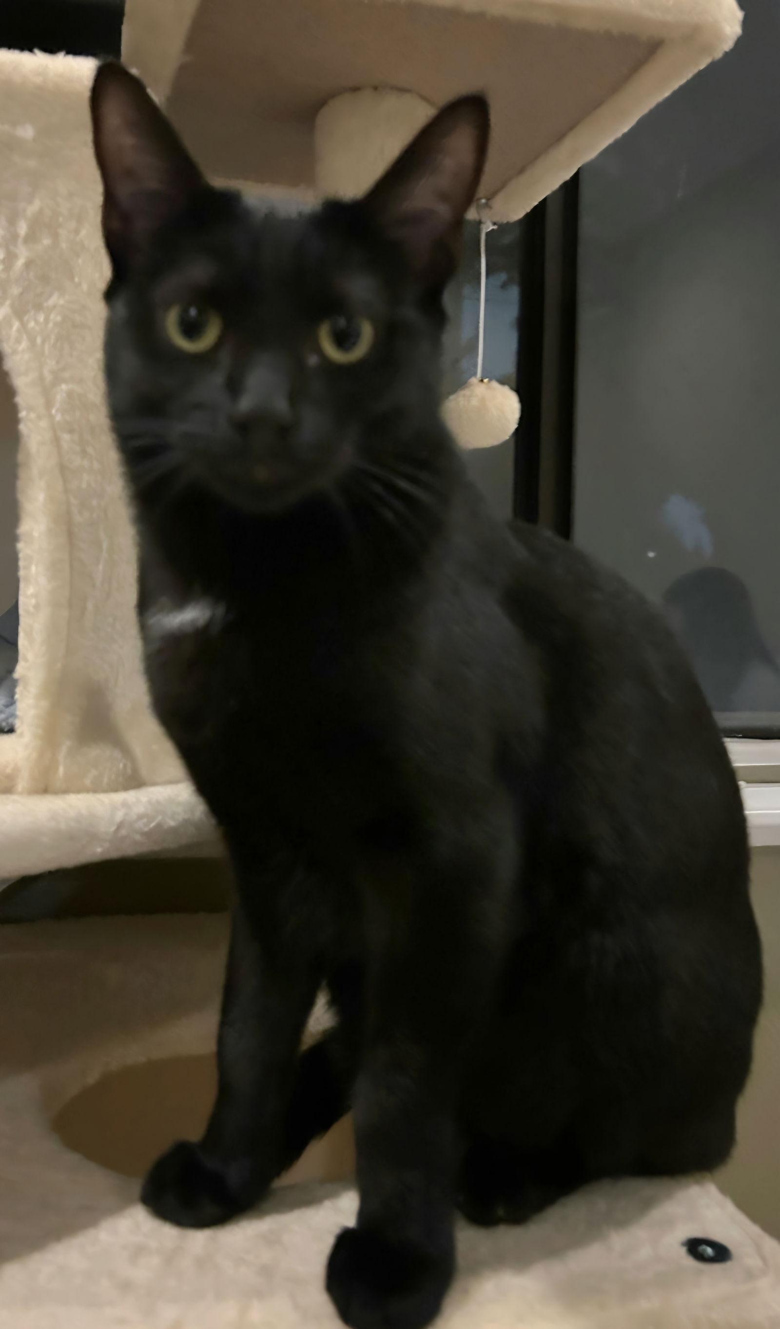 Enlarge Midnight, a Adoptable Domestic Short Hair in Campbell, CA image 3/3
