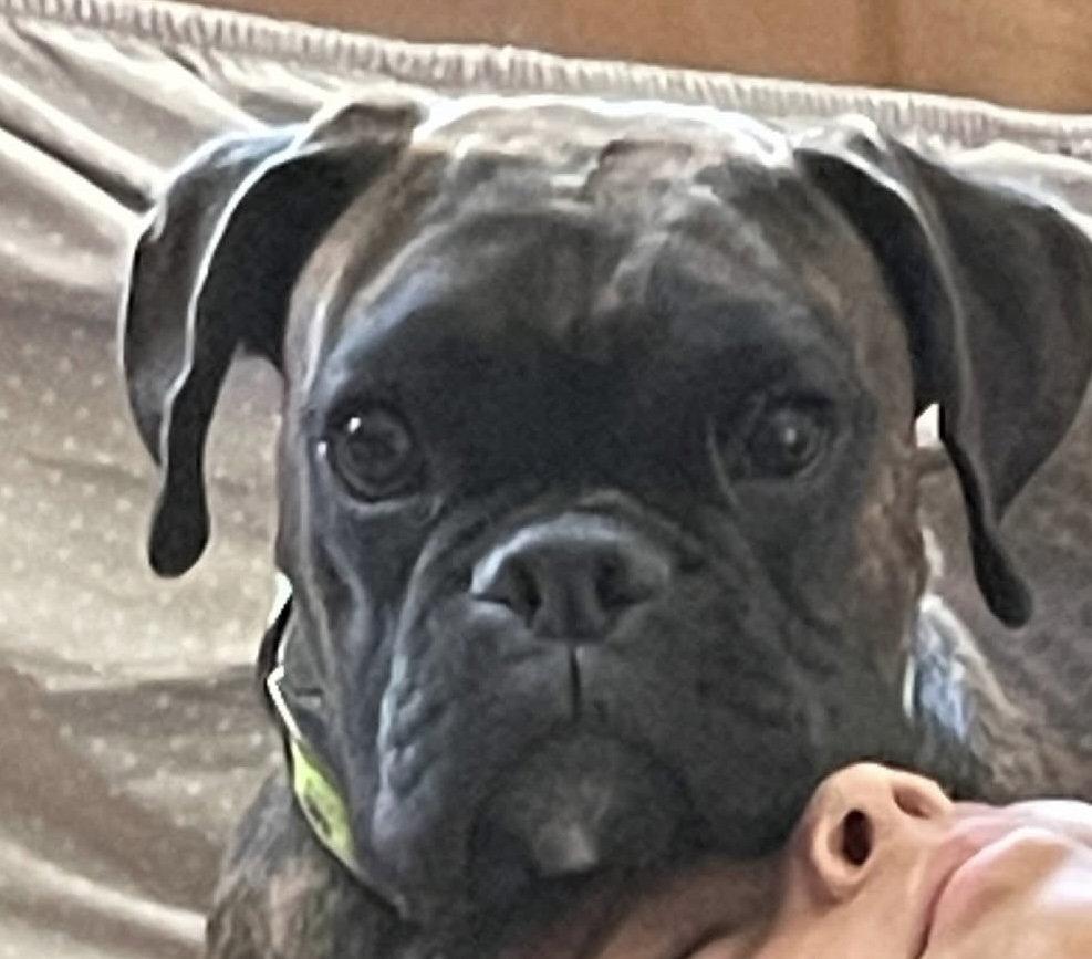 Moxie, Adopted, Adult Female Boxer.