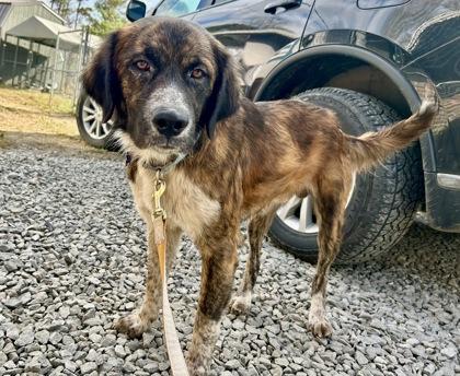 Pebble, a Adoptable mixed breed image 1/3