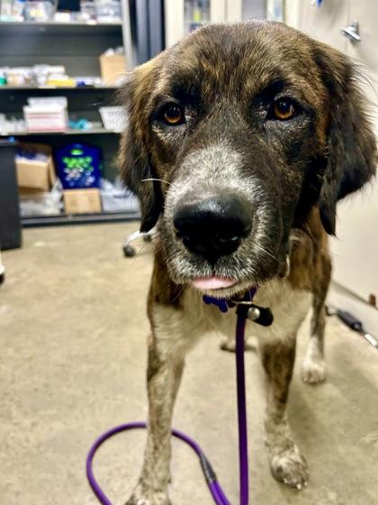 Pebble, a Adoptable mixed breed image 2/3