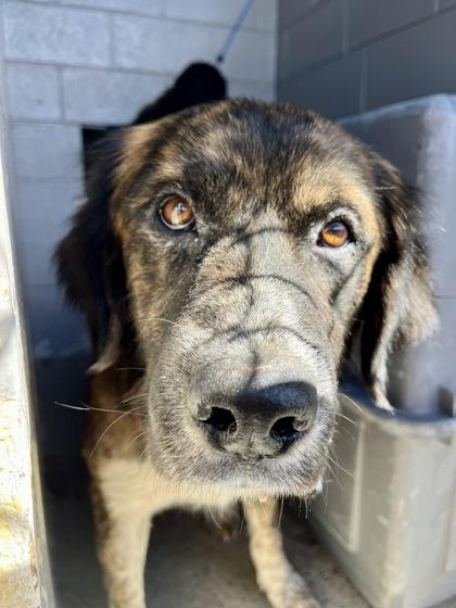 Pebble, a Adoptable mixed breed image 3/3