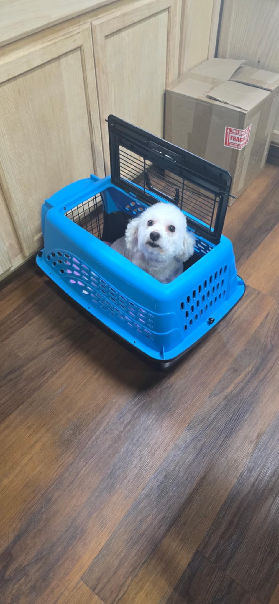 May, Adopted, Young Female Bichon Frise.