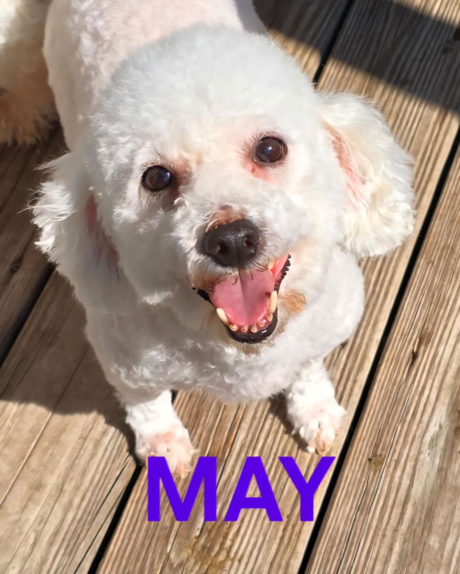 Enlarge May, a Adopted Bichon Frise in Seaford, DE image 2/2