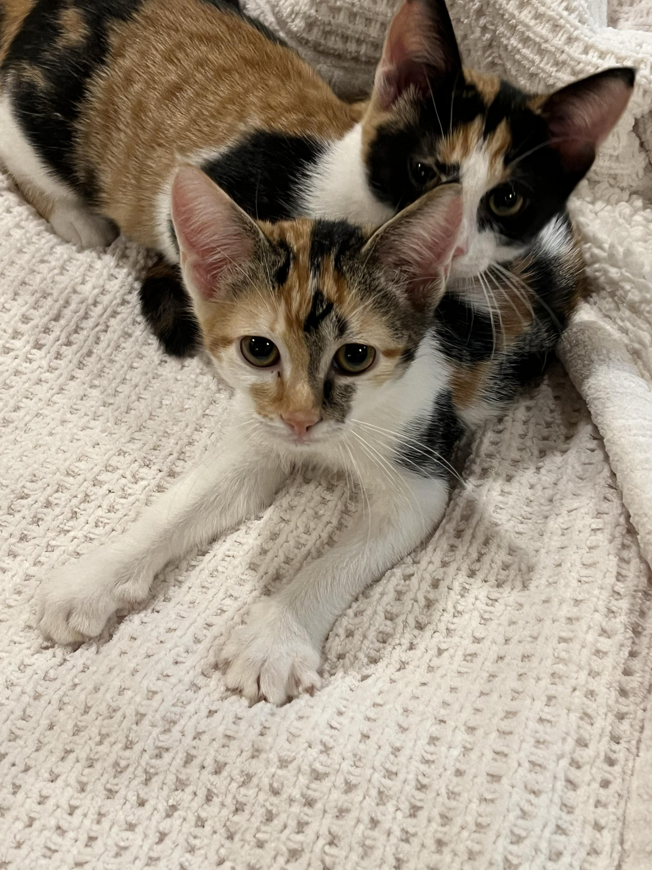 Patches and Dottie, a ADOPTABLE Domestic Short Hair in Seattle, WA image 2/6