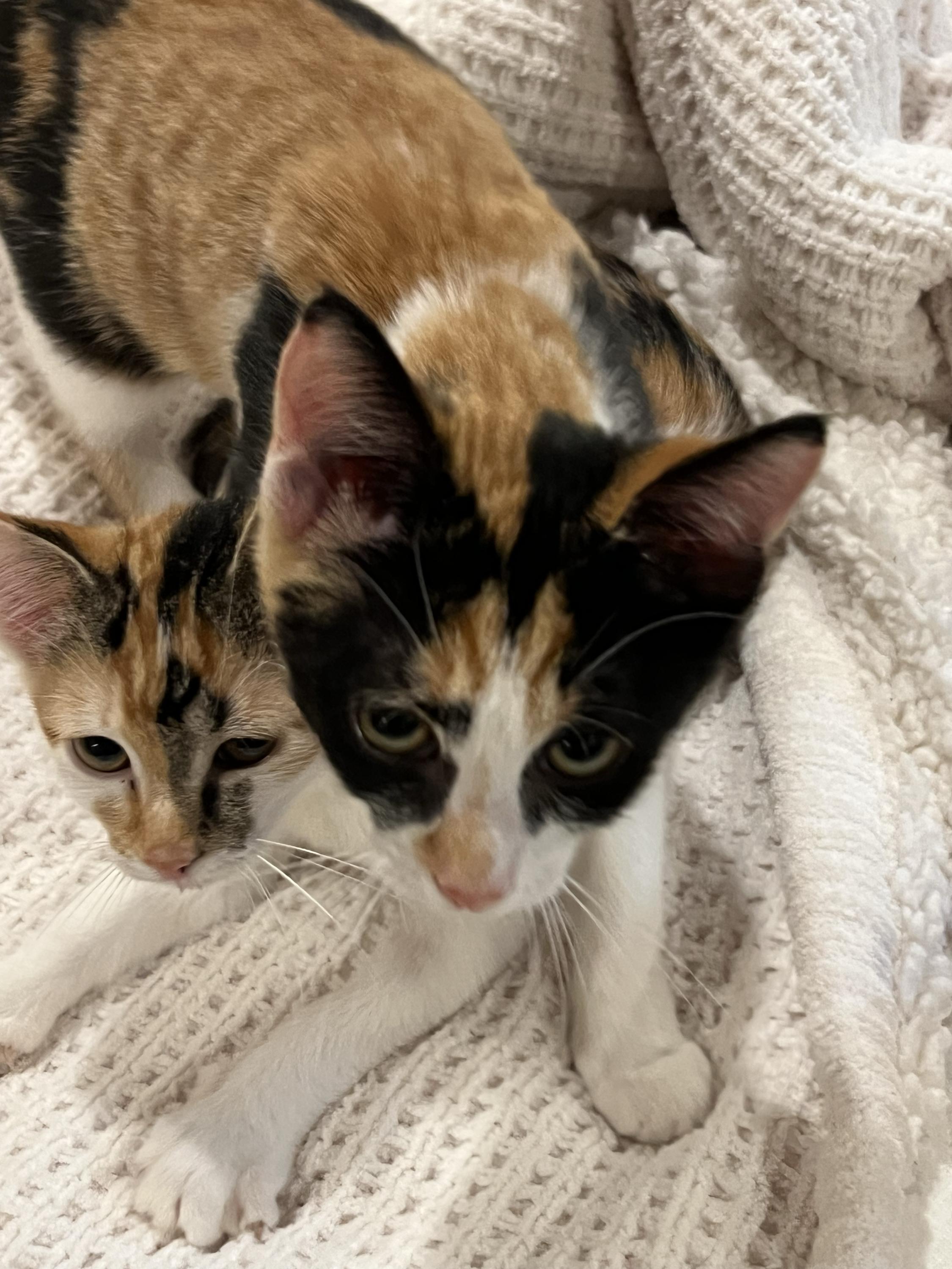 Patches and Dottie, a ADOPTABLE Domestic Short Hair in Seattle, WA image 3/6
