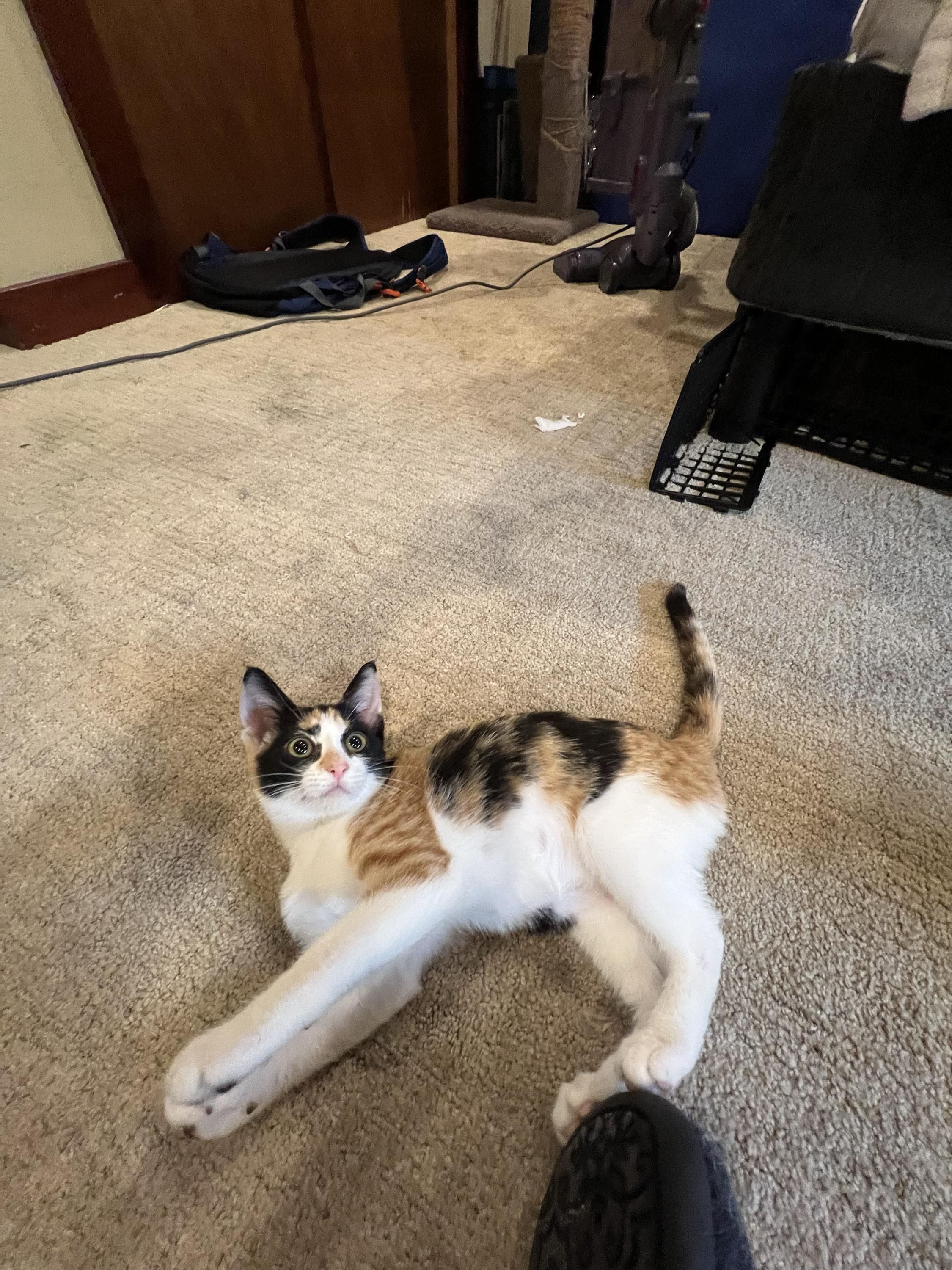 Patches and Dottie, a ADOPTABLE Domestic Short Hair in Seattle, WA image 5/6