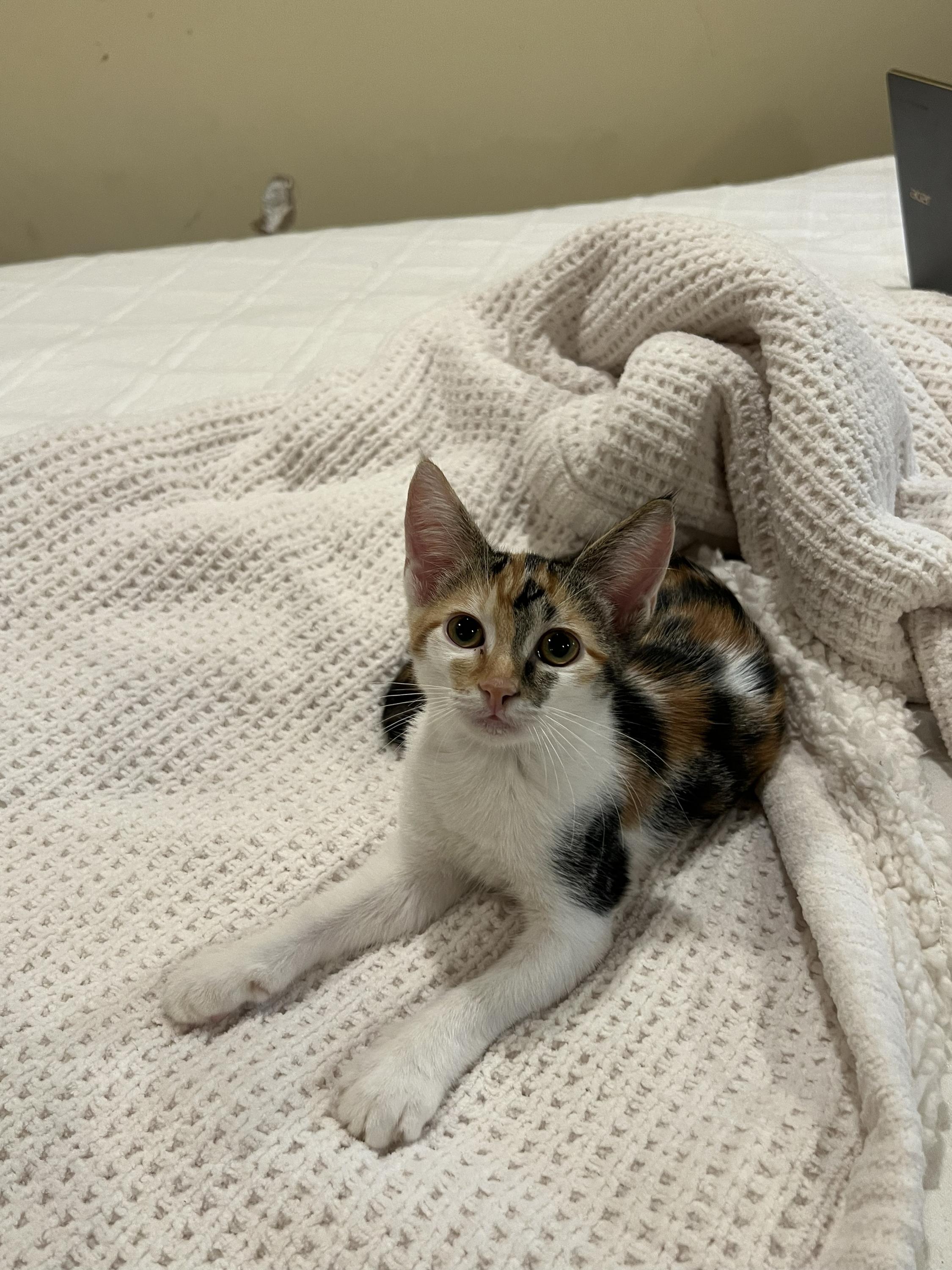 Patches and Dottie, a ADOPTABLE Domestic Short Hair in Seattle, WA image 4/6