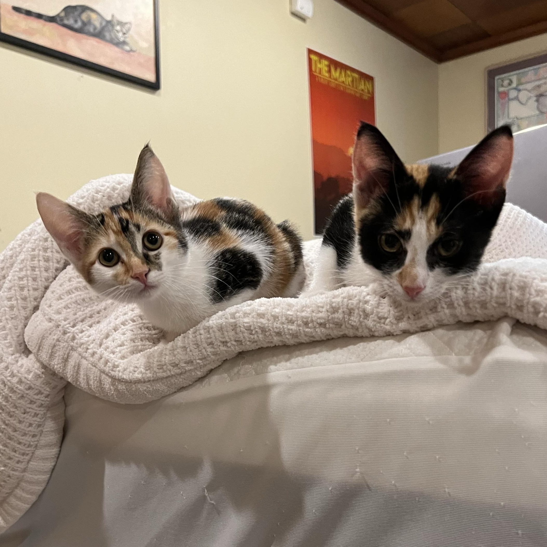 Patches and Dottie, a ADOPTABLE Domestic Short Hair in Seattle, WA image 1/6