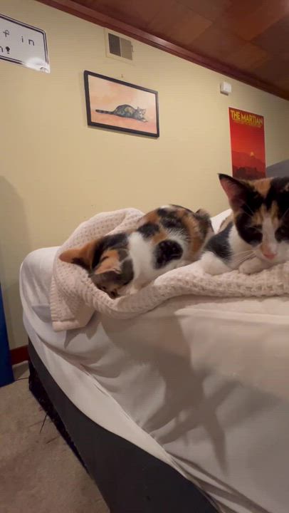 Enlarge Patches and Dottie, a ADOPTABLE Domestic Short Hair in Seattle, WA video 6/6