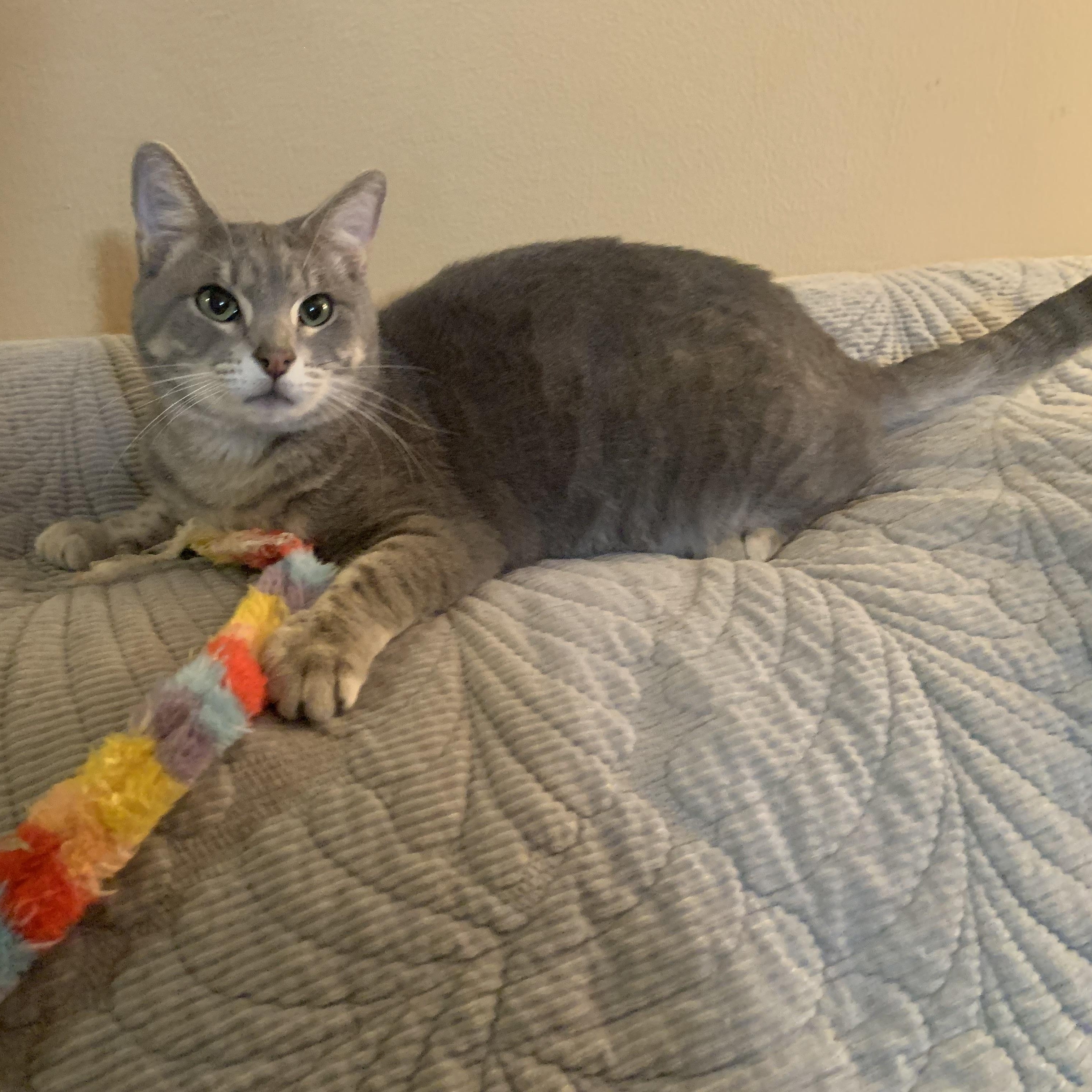 Tater Tot, a Adoptable mixed breed in Warwick, RI image 2/5