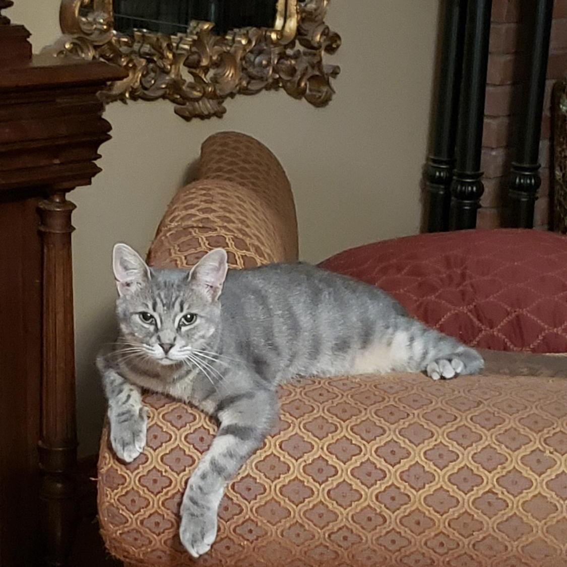 Tater Tot, Adoptable, Young Male Domestic Short Hair.