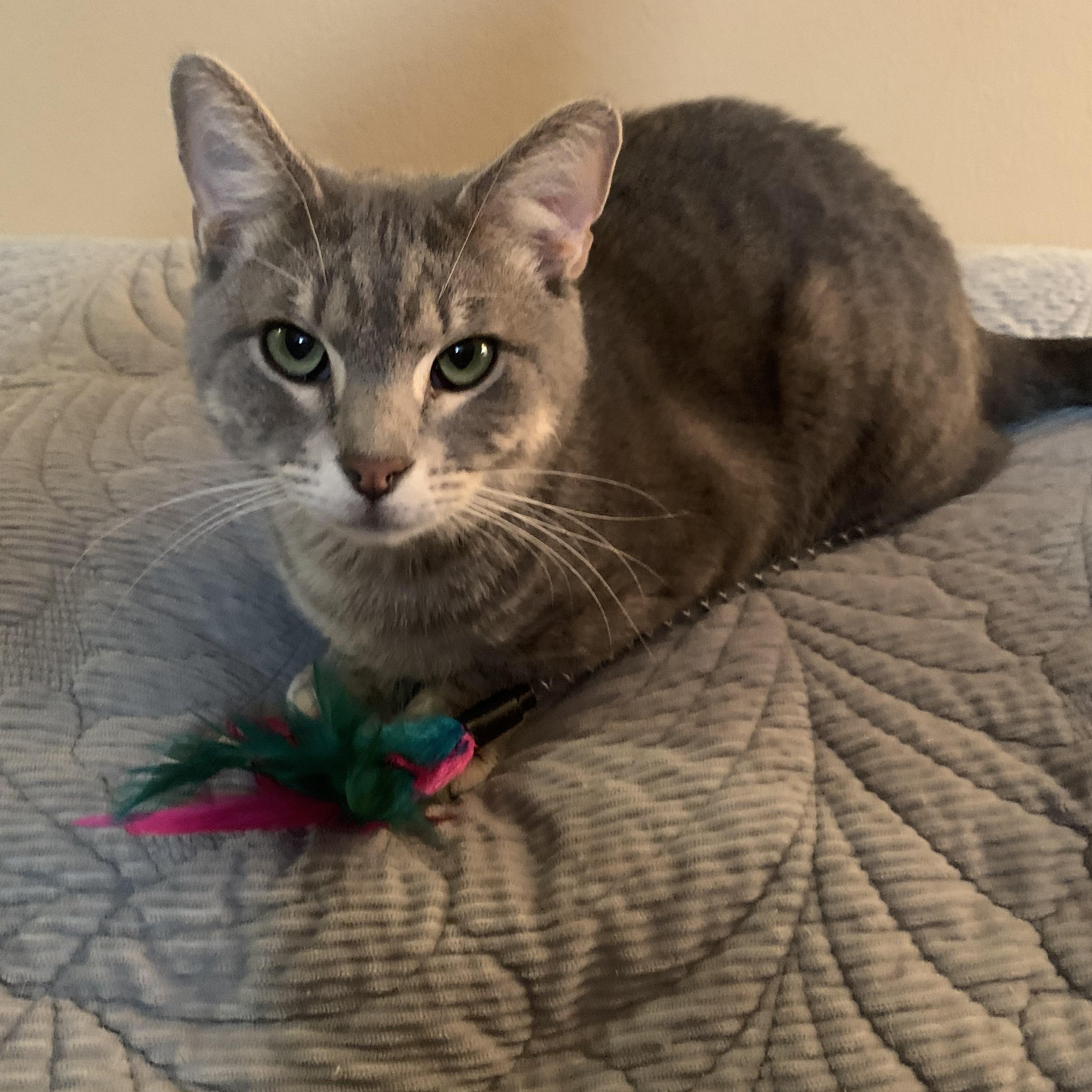 Tater Tot, a Adoptable mixed breed in Warwick, RI image 4/5