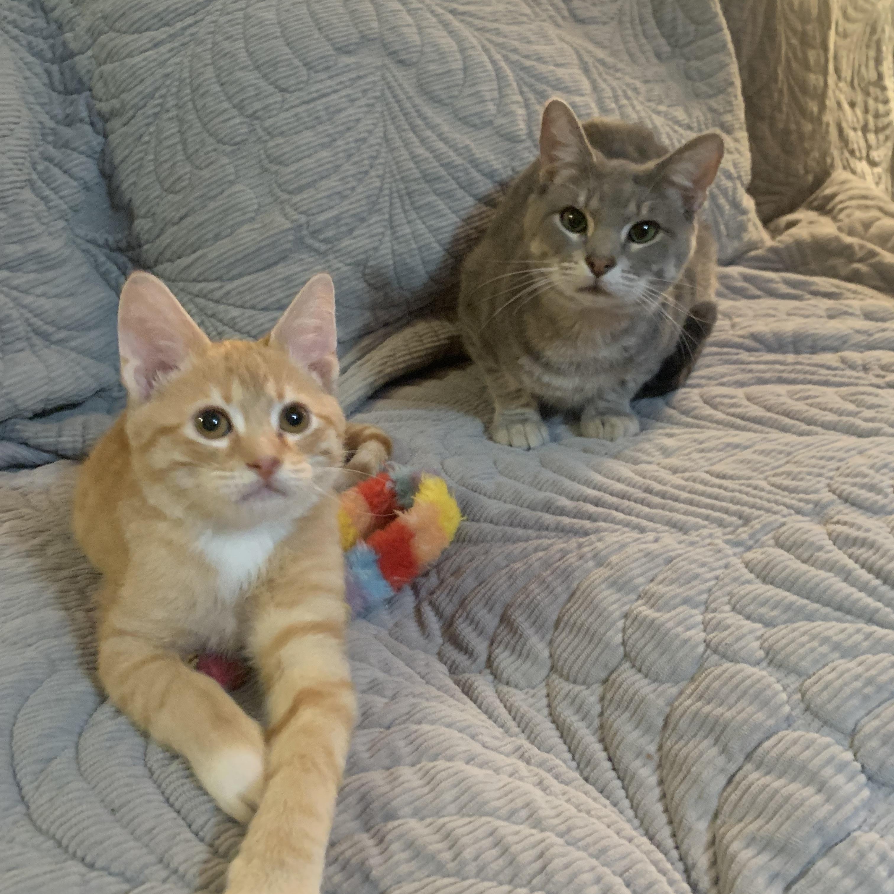 Tater Tot, a Adoptable mixed breed in Warwick, RI image 5/5