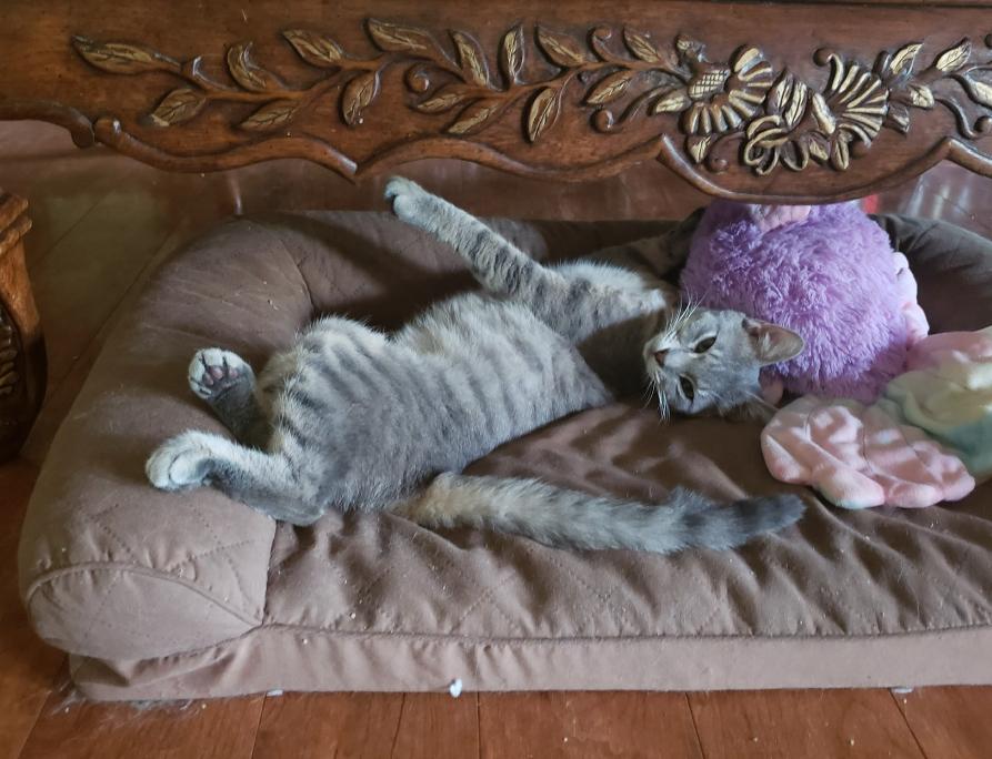 Tater Tot, a Adoptable mixed breed in Warwick, RI image 3/5