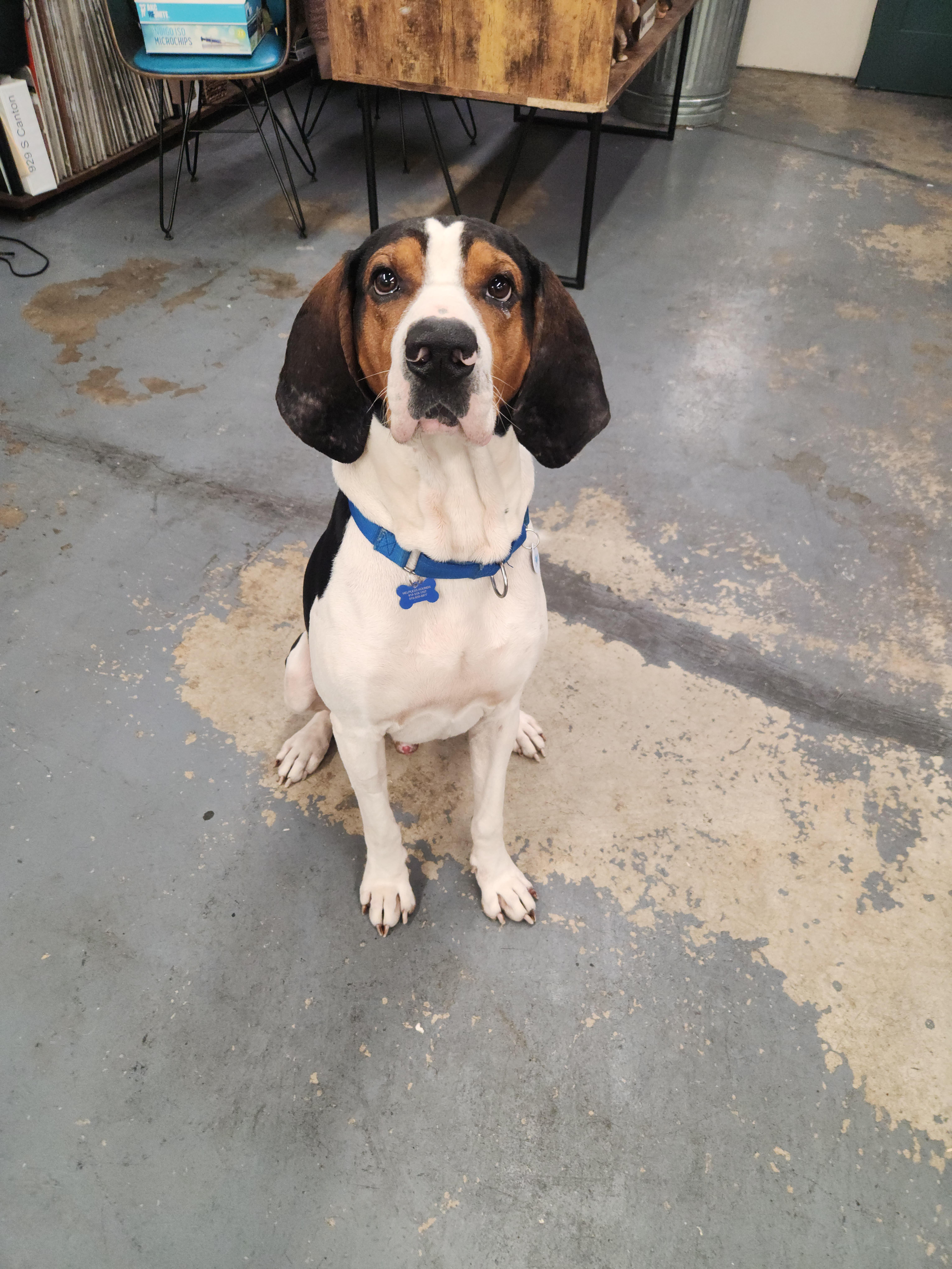 Enlarge Moose, a Adoptable Treeing Walker Coonhound in TULSA, OK image 1/6