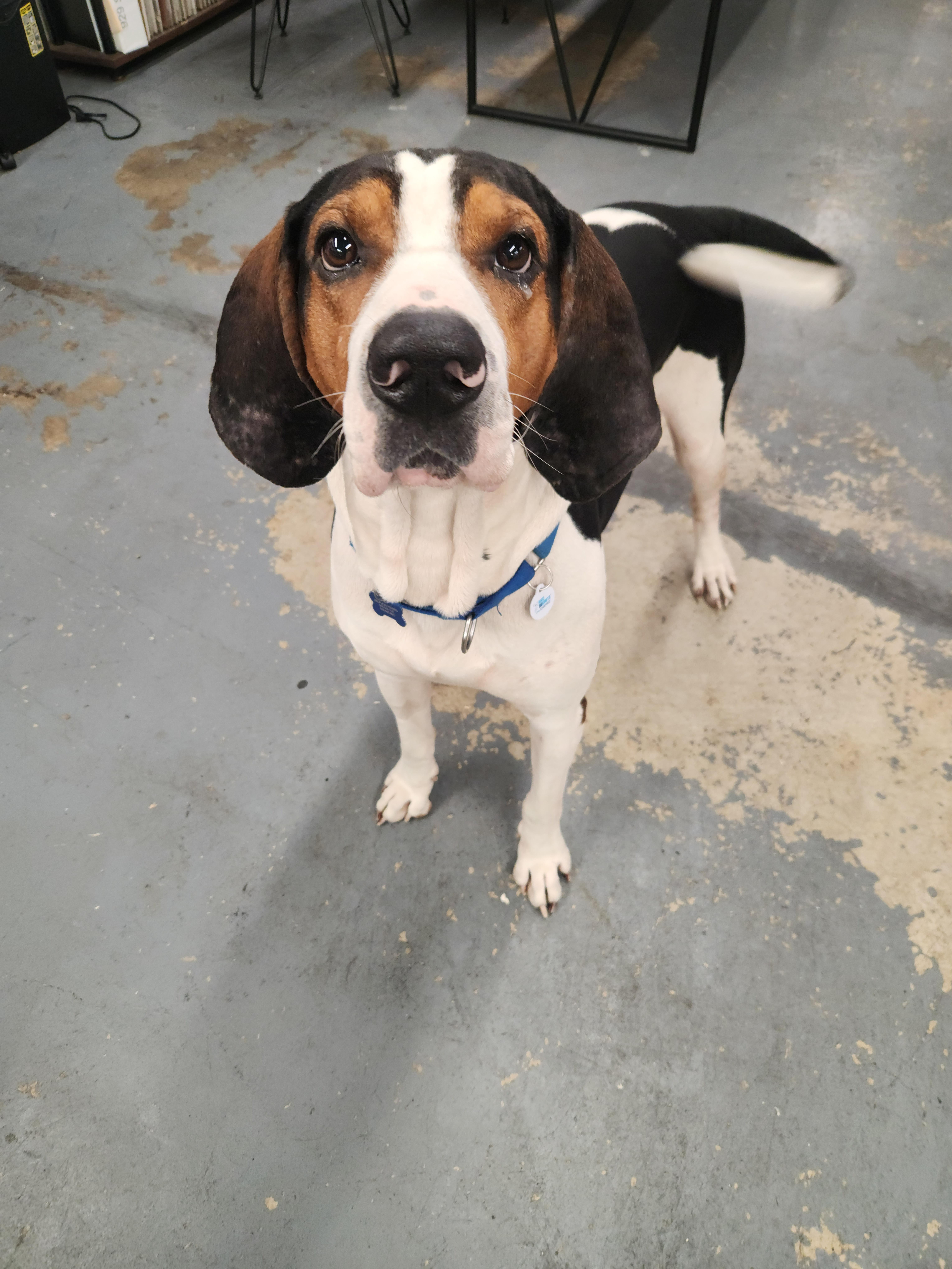 Enlarge Moose, a Adoptable Treeing Walker Coonhound in TULSA, OK image 3/6