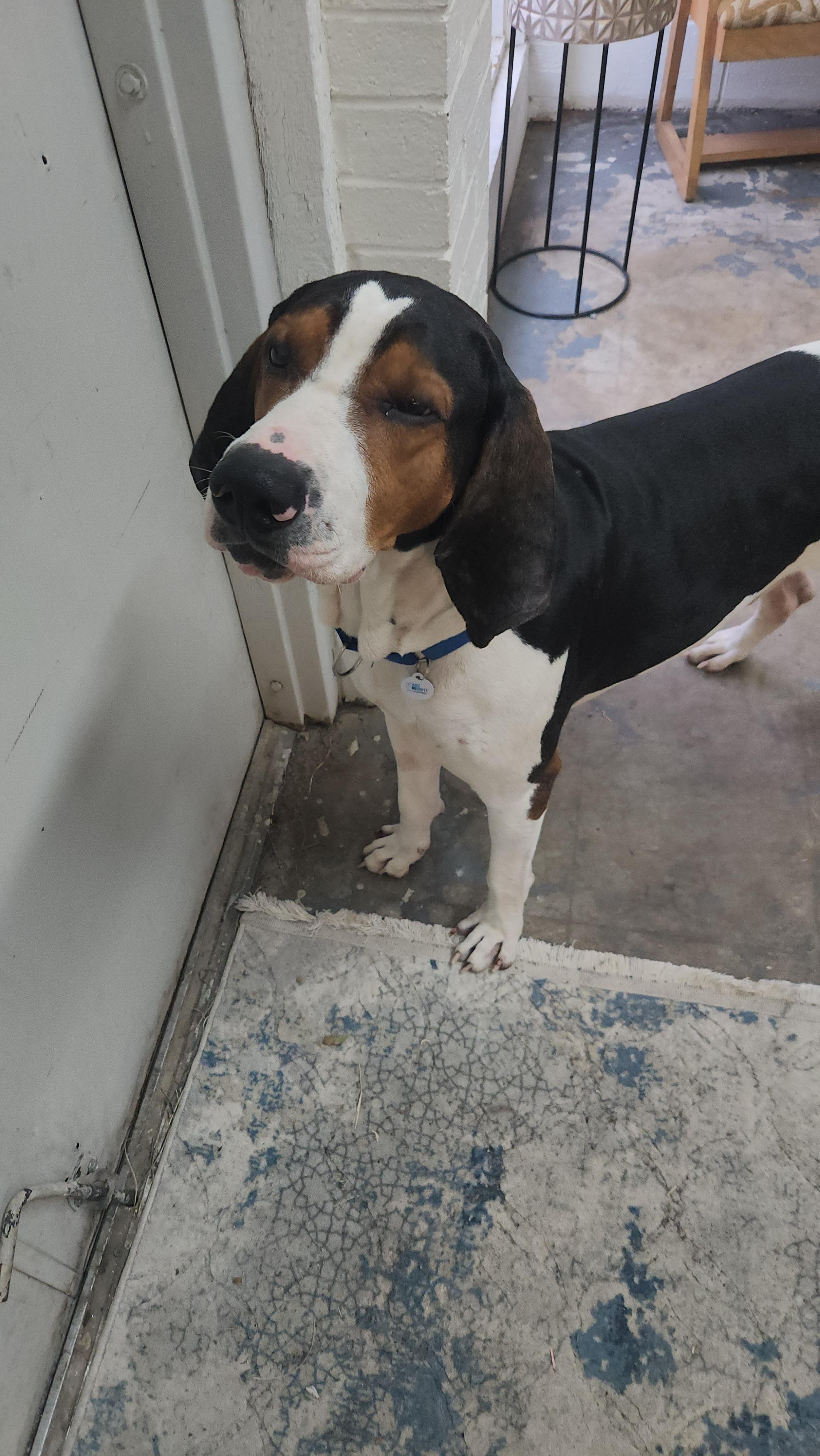 Enlarge Moose, a Adoptable Treeing Walker Coonhound in TULSA, OK image 4/6