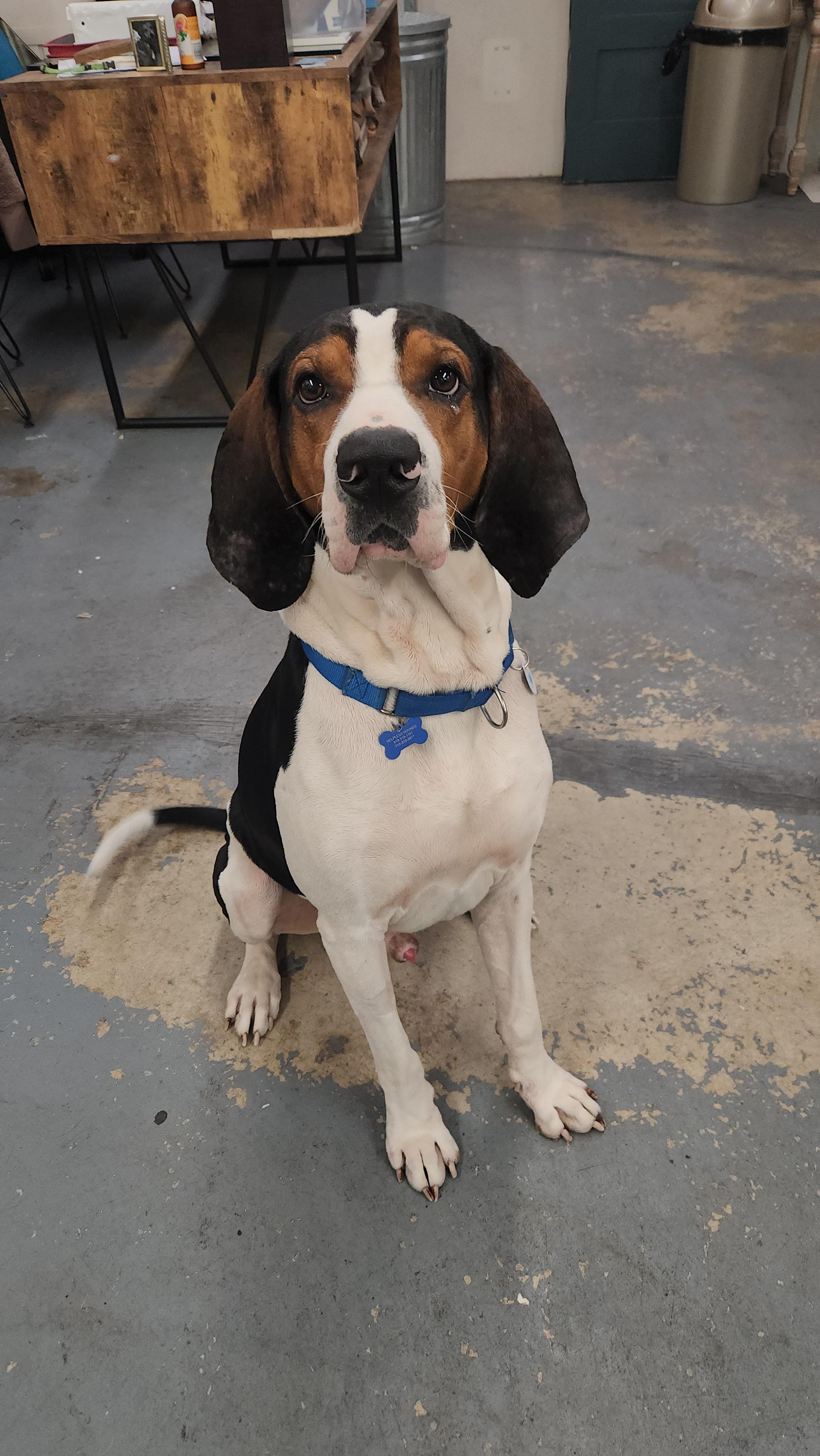 Enlarge Moose, a Adoptable Treeing Walker Coonhound in TULSA, OK image 5/6
