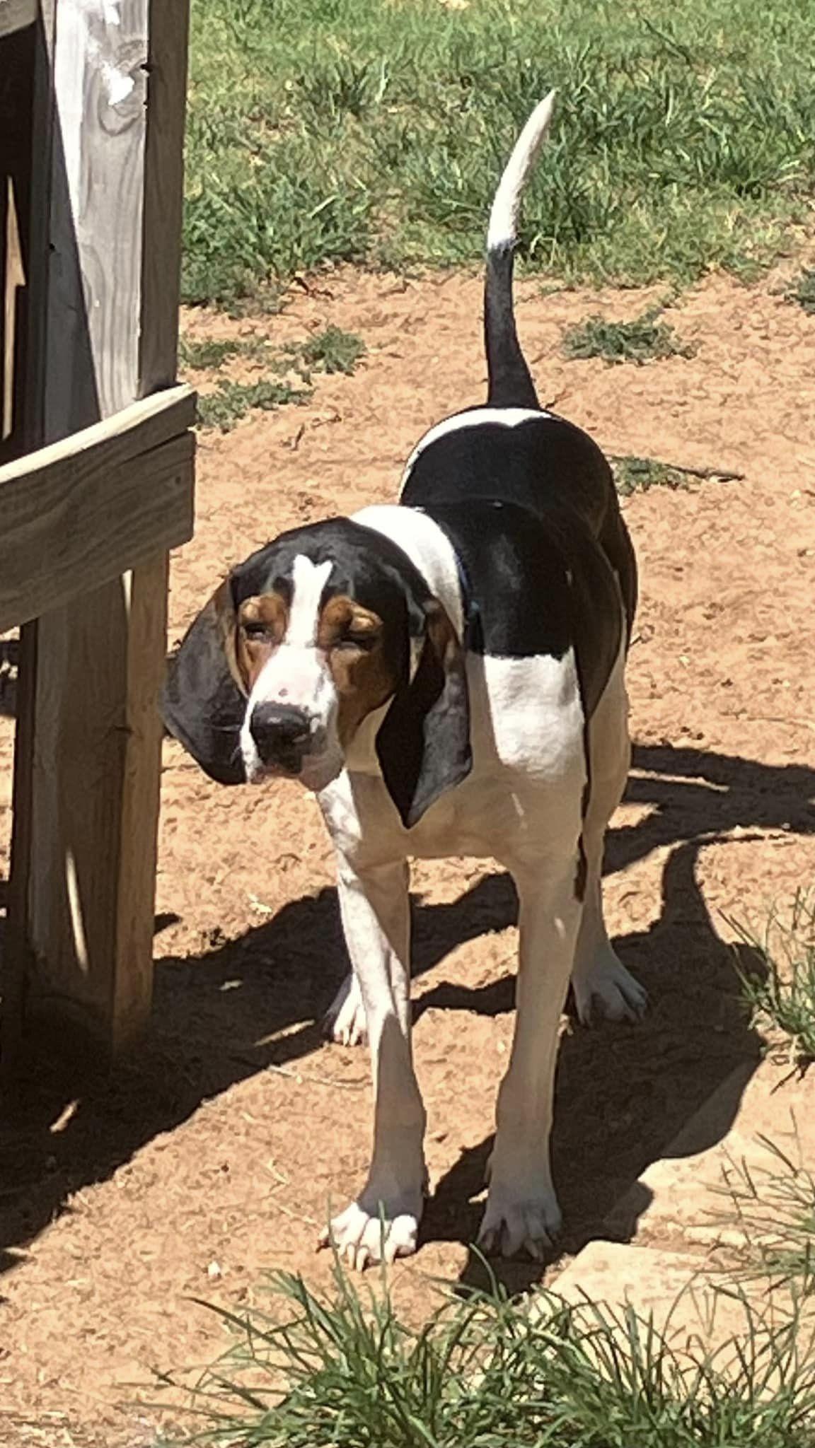 Enlarge Moose, a Adoptable Treeing Walker Coonhound in TULSA, OK image 6/6