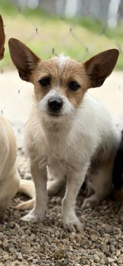 Enlarge Dorothy, an adopted mixed breed in Joshua, TX image 1/1