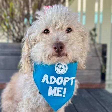 Richard Dawson, Adoptable, Adult Male Poodle.