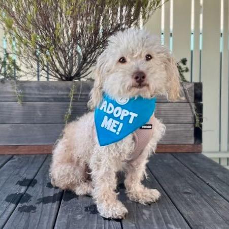 Enlarge Richard Dawson, a Adoptable Poodle in Pacific Grove, CA image 3/6