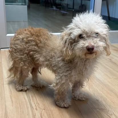 Enlarge Richard Dawson, a Adoptable Poodle in Pacific Grove, CA image 4/6
