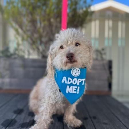 Enlarge Richard Dawson, a Adoptable Poodle in Pacific Grove, CA image 5/6